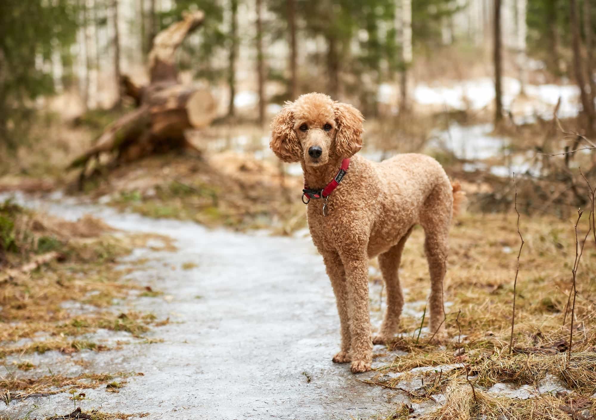 Standard Poodle đứng bên con suối trong rừng