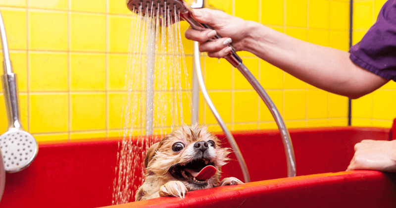 Tắm chó bằng vòi sen trong bồn tắm màu đỏ