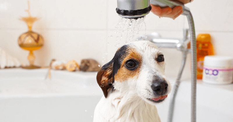 Tắm cho chó bằng vòi sen trong phòng tắm