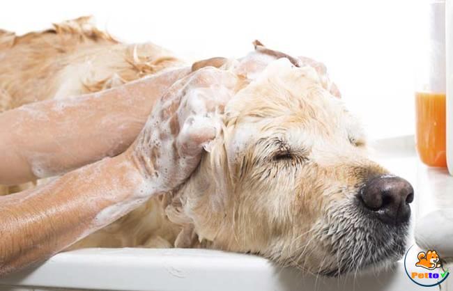 Tắm cho chó là cách trị ve rất hiều quả