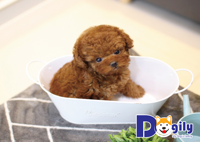 Teacup Poodle rất hiếm và có giá rất đắt