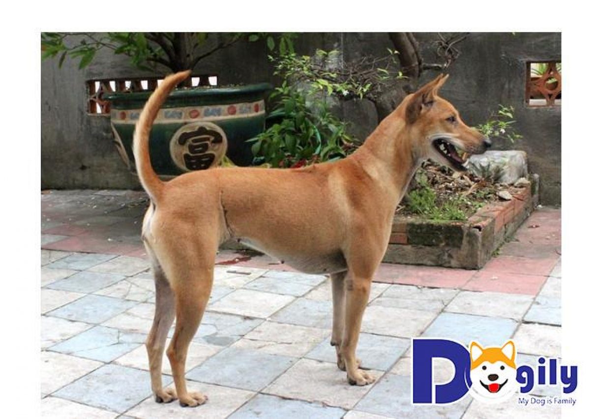 Chó cỏ Việt Nam là giống chó dễ chăm sóc và vô cùng thông minh - Blog yêu  chó cảnh-Giao lưu chia sẻ kinh nghiệm chăn nuôi chó meo