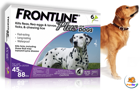 Thuốc Frontline trị ve chó hiệu quả