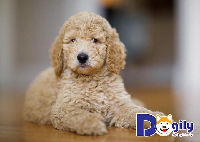 Toy Poodle là kích thước được ưa chuộng nhất